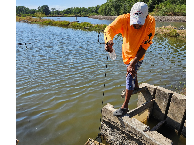 Shrimp farm worker conducting sampling. Photo courtesy of the Defenders of Nature Foundation.