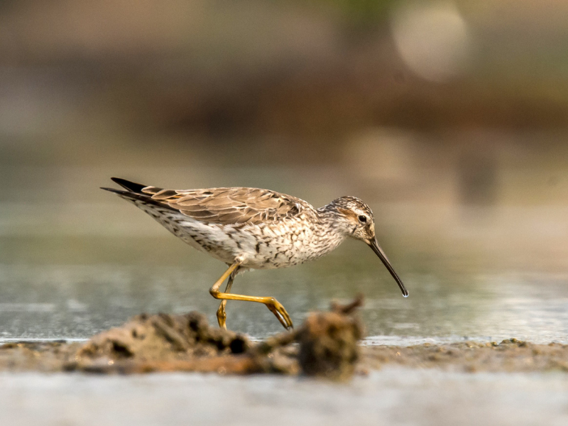 Calidris himantopus, correlimos patilargo, Stilt Sandpiper.  Foto cortesía de WCS-Guatemala.