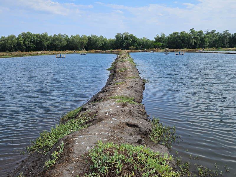 Shrimp production ponds. Photo courtesy of the Fundación Defensores de la Naturaleza