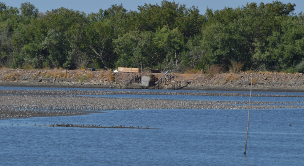 Shorebirds flock in a shirmp pond.