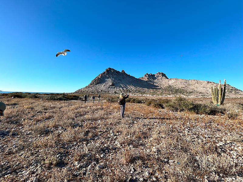 una mujer sola en el desierto costero mexicano con una gaviota sobrevolando.
